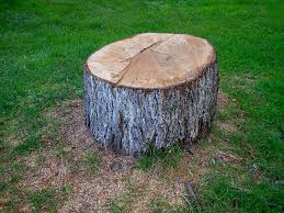 Best Tree Risk Assessment  in Rosita, TX
