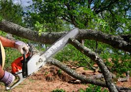 Best Tree Removal  in Rosita, TX