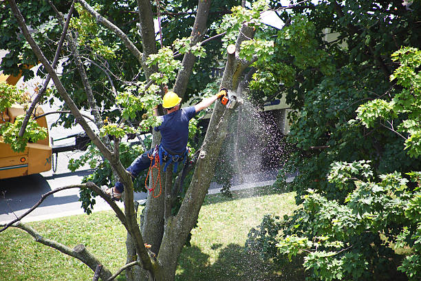 How Our Tree Care Process Works  in  Rosita, TX