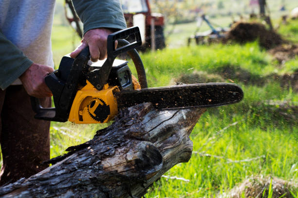 Best Tree Maintenance Programs  in Rosita, TX